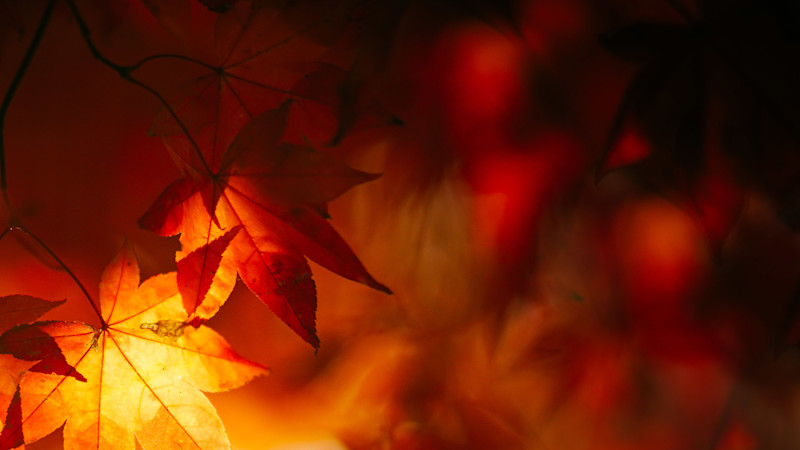 画像 写真 ベクター画像 動画 音楽素材 Shutterstock