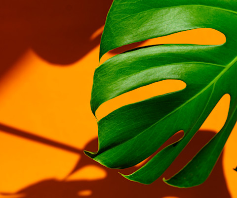 Stock Images Photos Vectors Video And Music Shutterstock