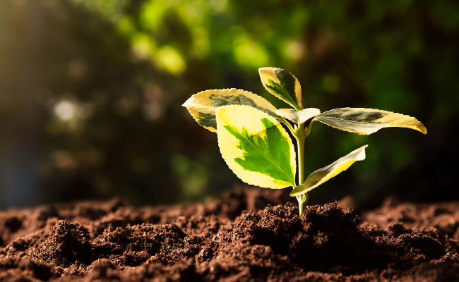 A small leafy plant sprouts from rich soil.