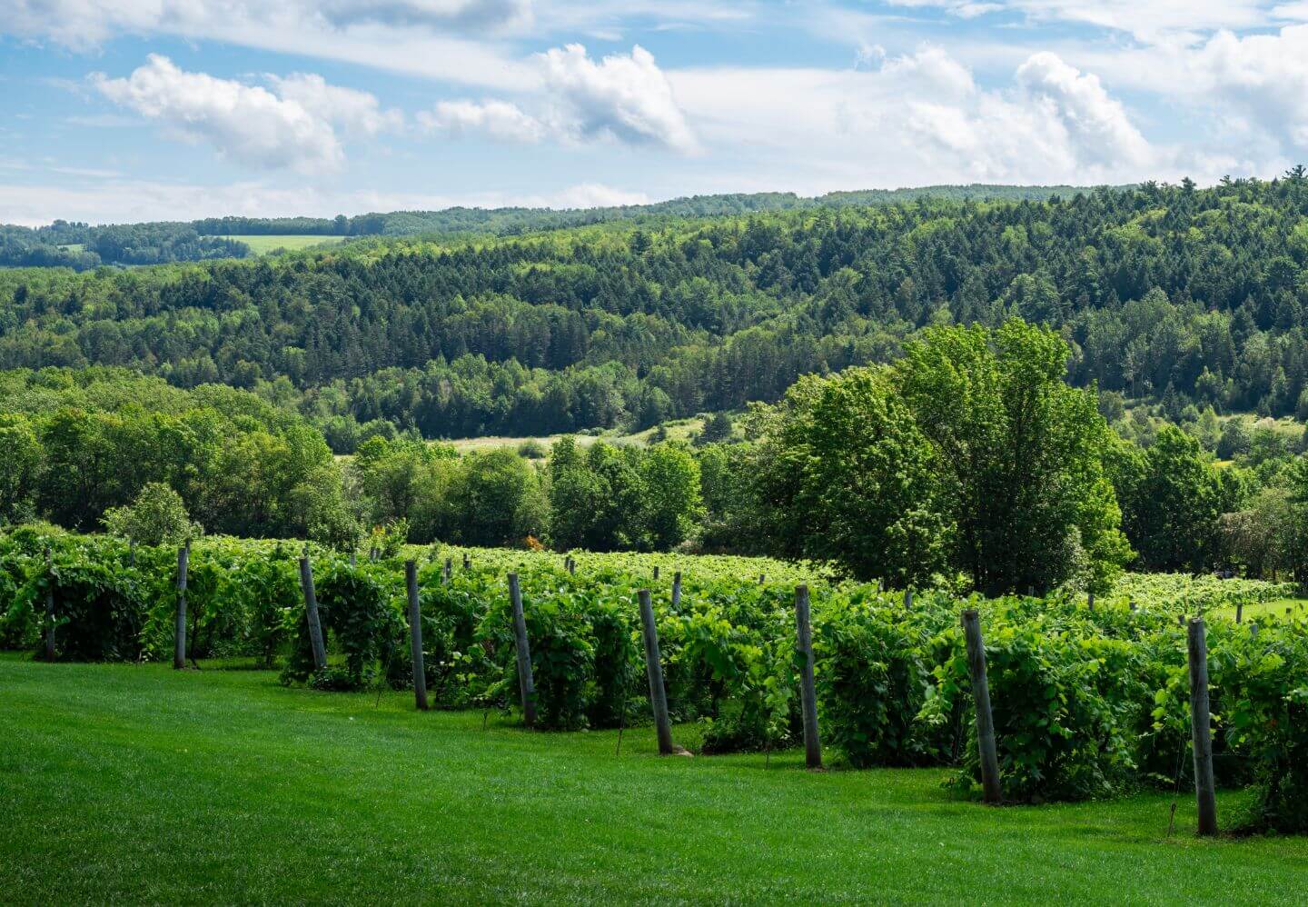 A vineyard of lush green grapevines in Nova Scotia.