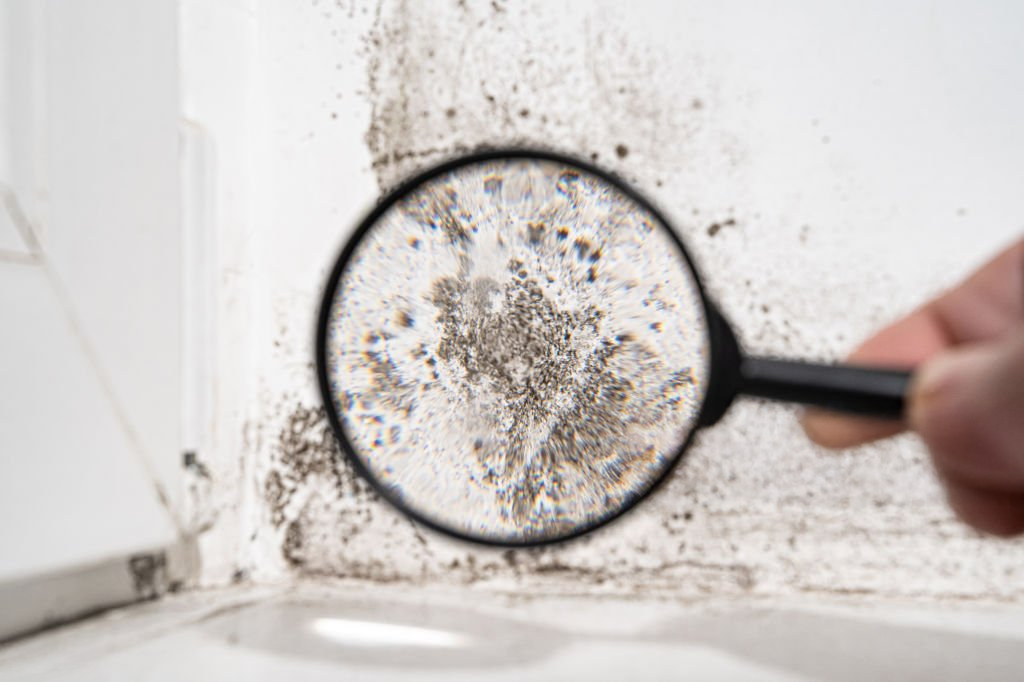 Is Mould Dangerous? What London Homeowners Need to Know About Health Risks