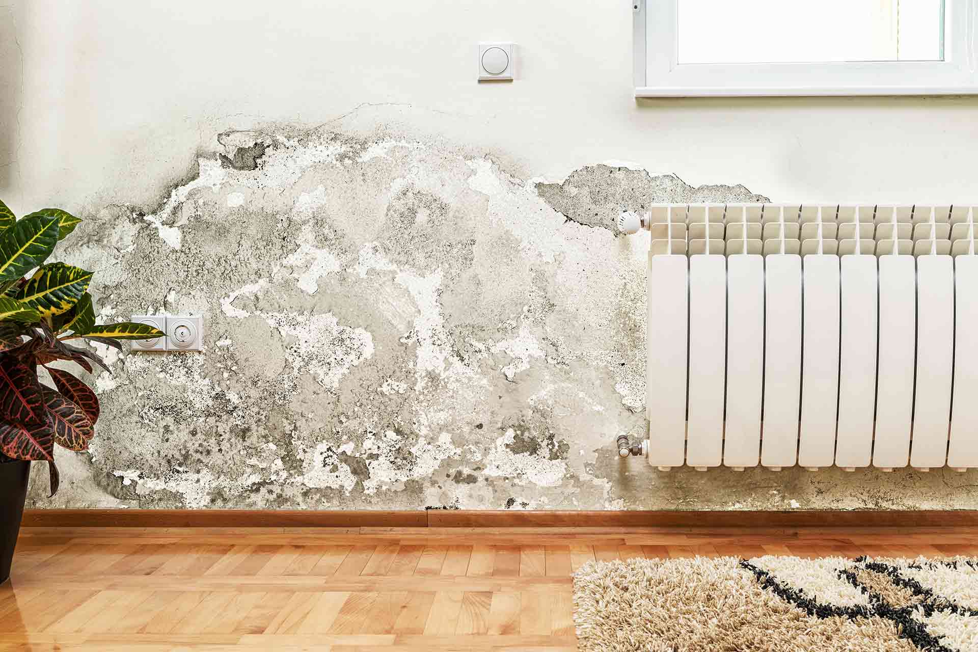 Landlords vs Mould: The Real Responsibility Debate