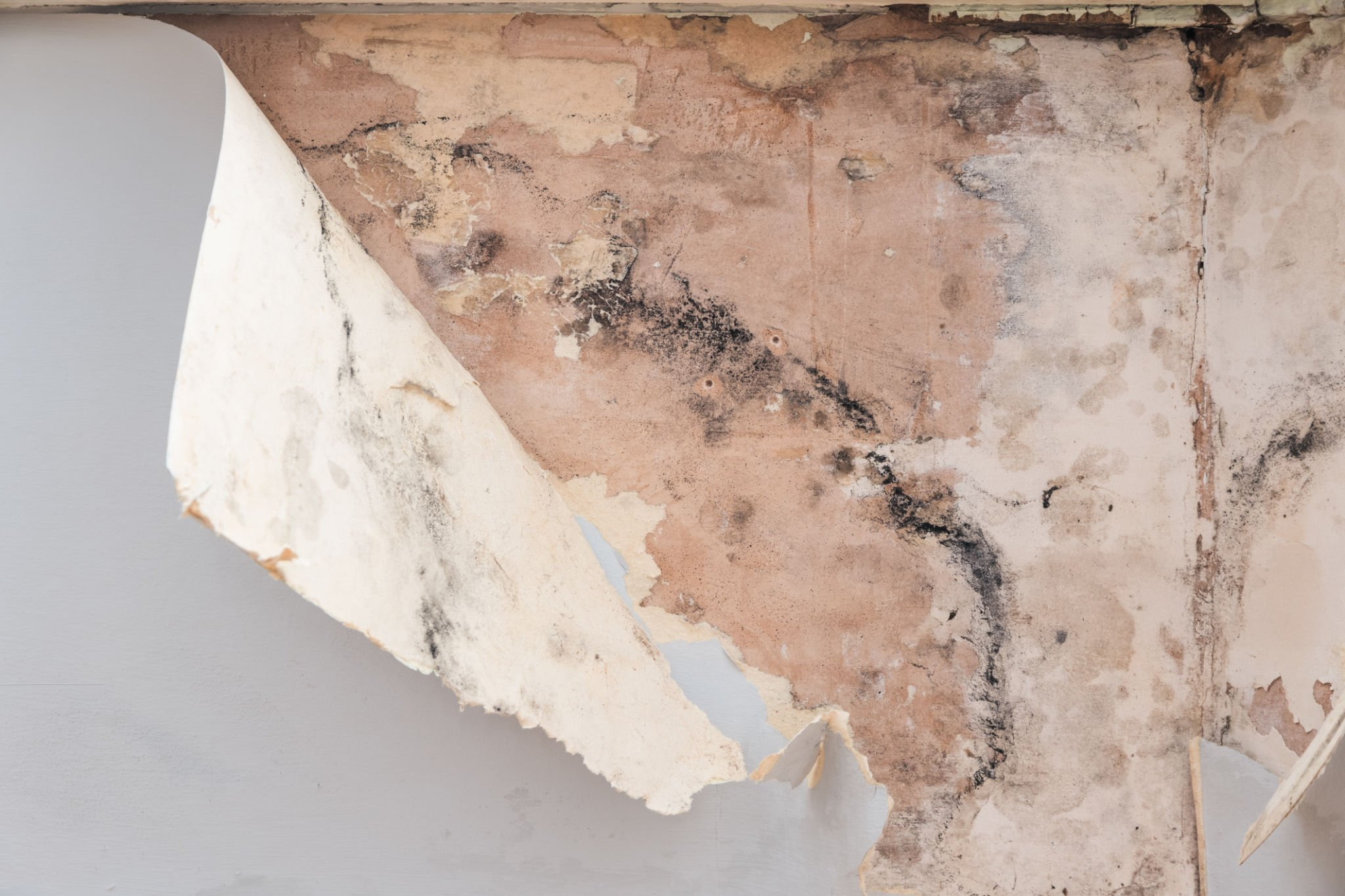 Signs Your Damp-Proof Course Might Be Failing | London Damp Survey