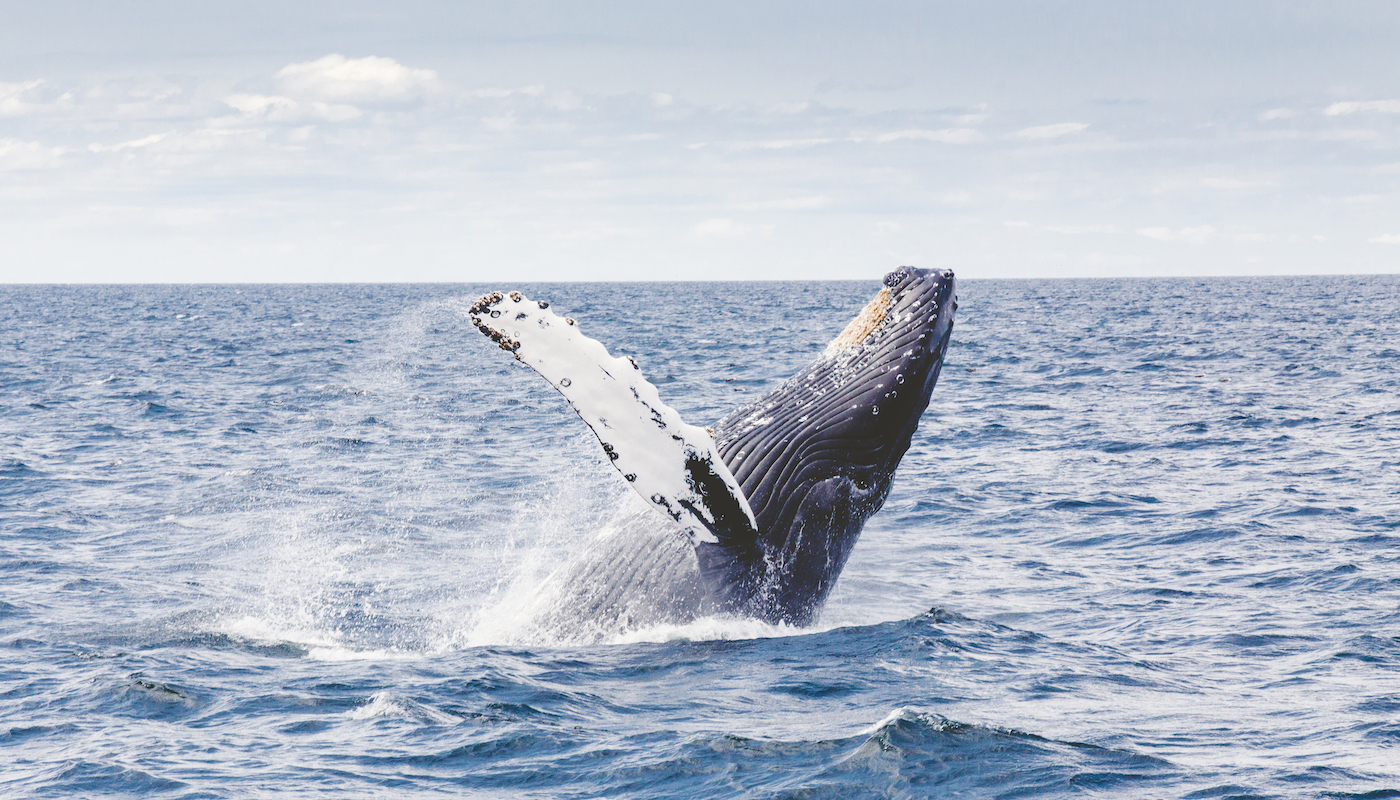 dockercon-debrief-join-the-nodesource-nodejs-team-at-dockercon