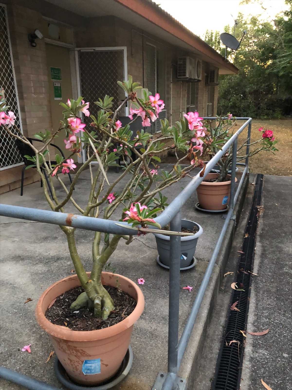 A plant in a large pot with pink followers.