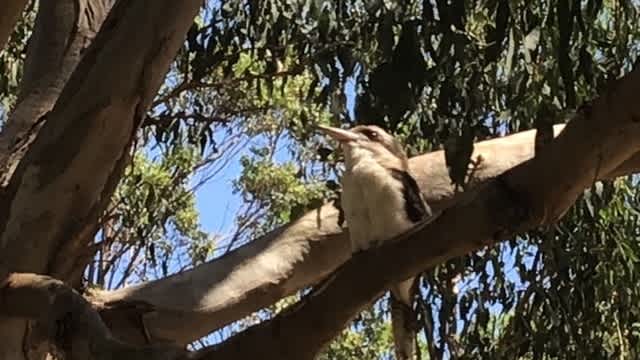 Kookaburra perched on a branch in a gum tree
