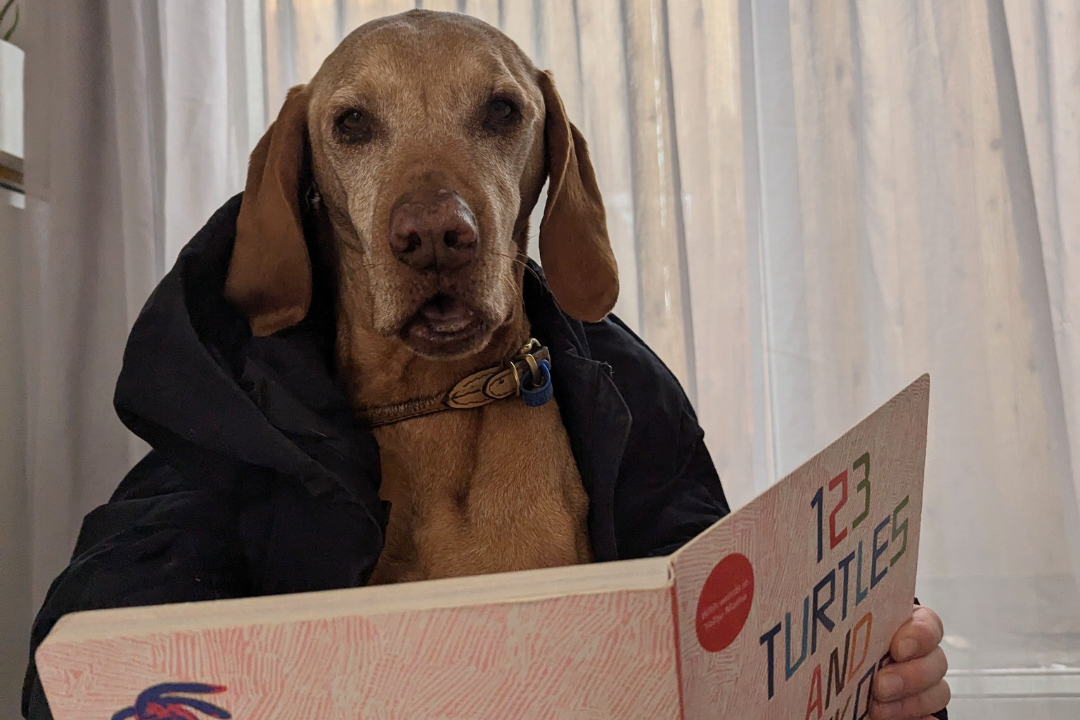 A dog with coat draped over it, sitting down with a person holding a book in front of them.