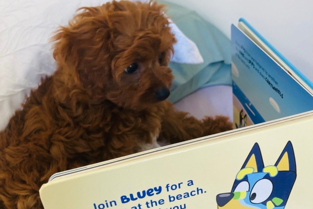 A small brown dog sitting on a bed with a picture book open in front of them.