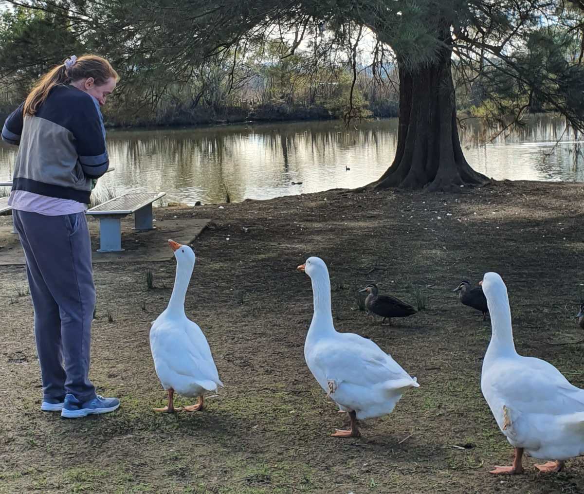 Cassie standing near a lake with three geese.