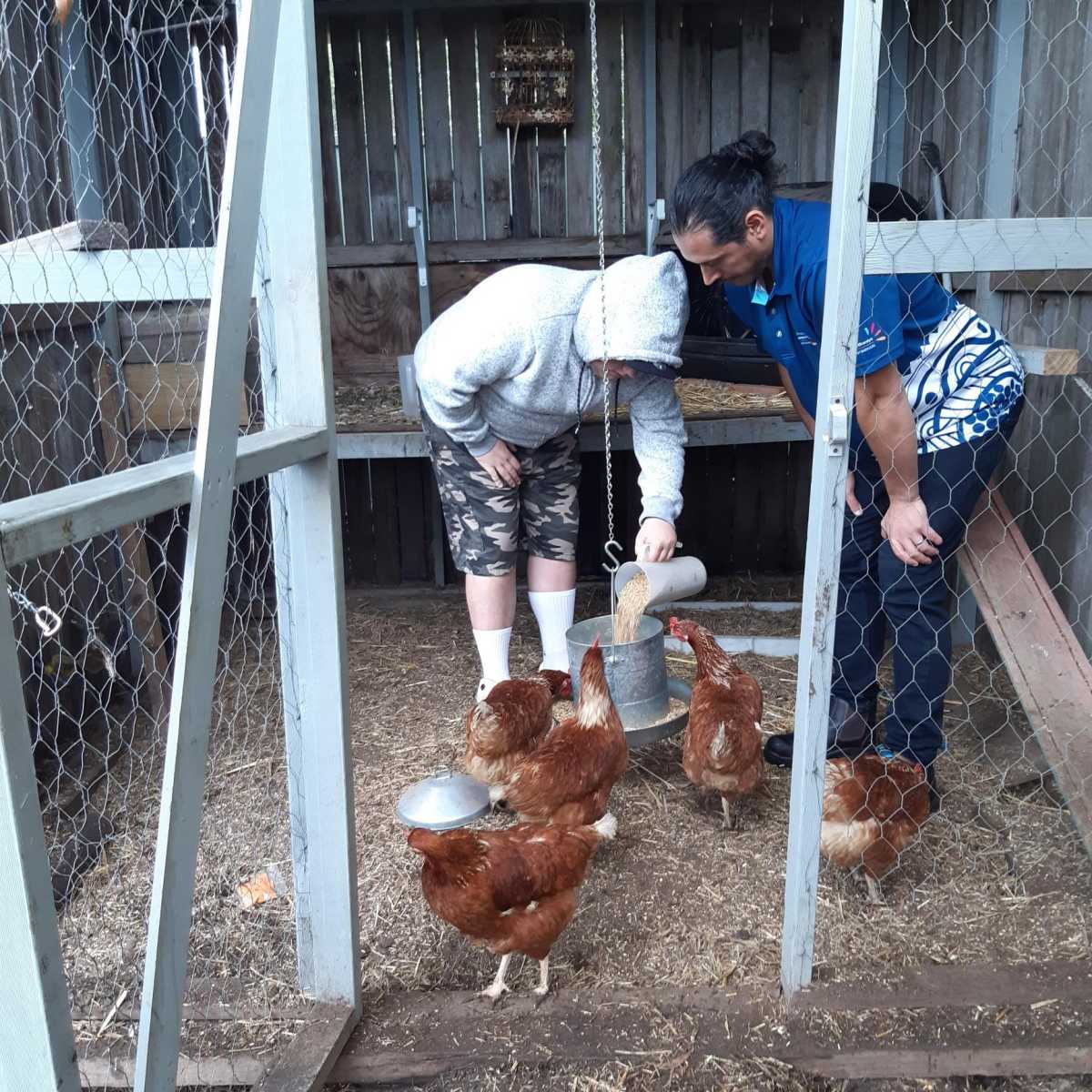 Bradley and Eduardo stand inside a chicken coop. Bradley is bent over pouring feed into the feeder.