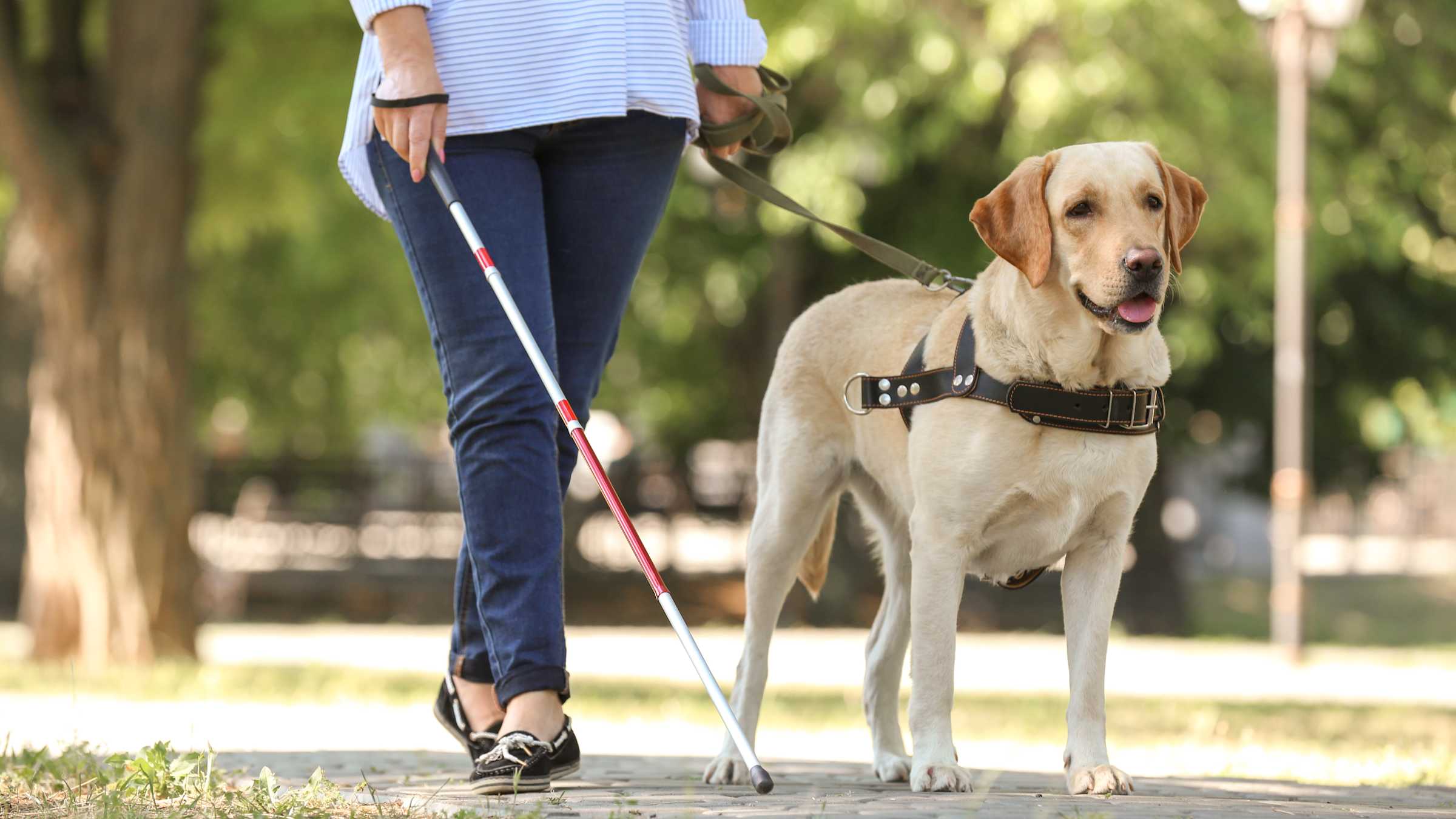 Four Things You Should Know About Guide Dogs | Life Without Barriers
