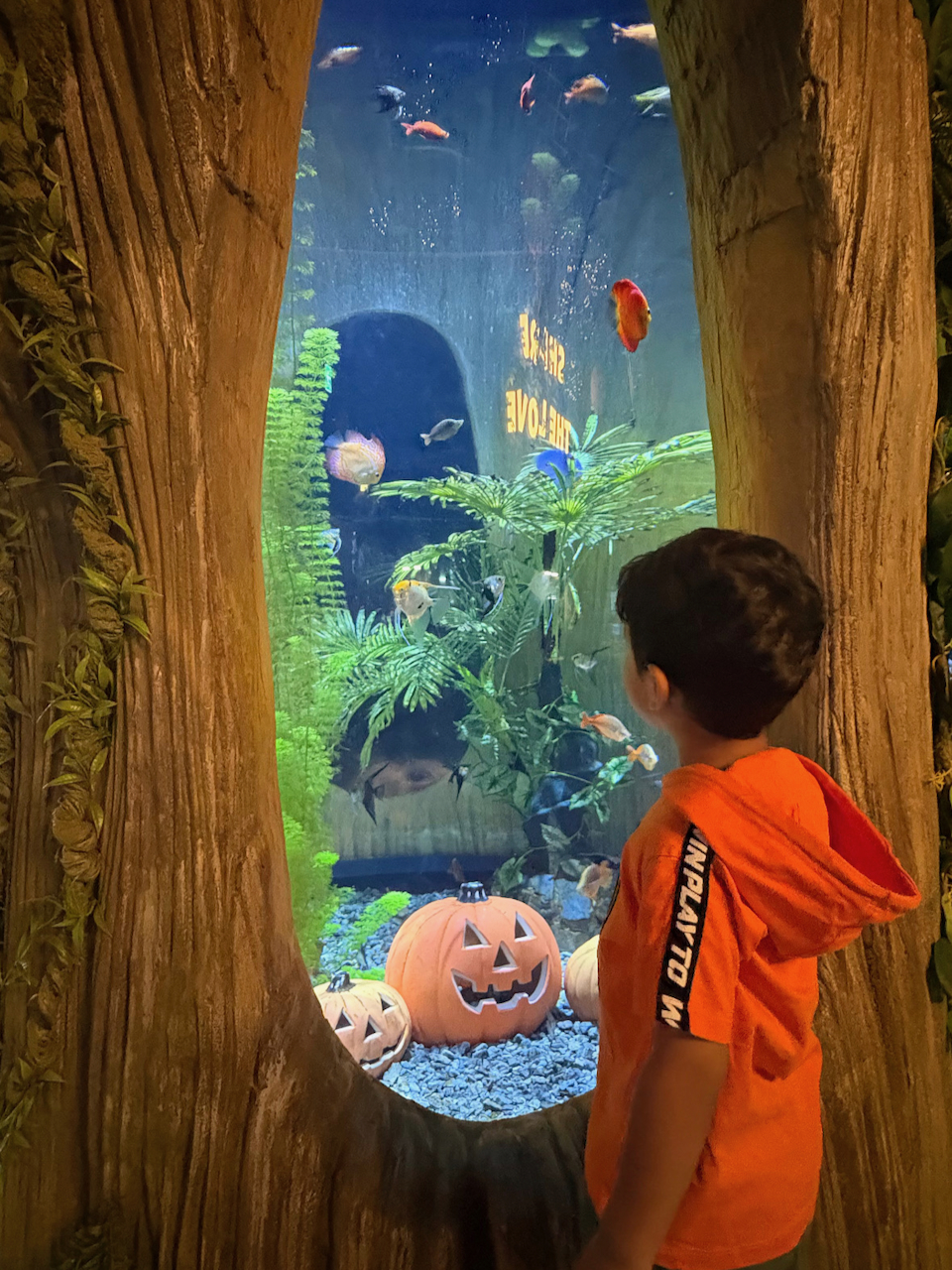 Even the fishes are having a halloween party here. Who are they dressed up as, though?