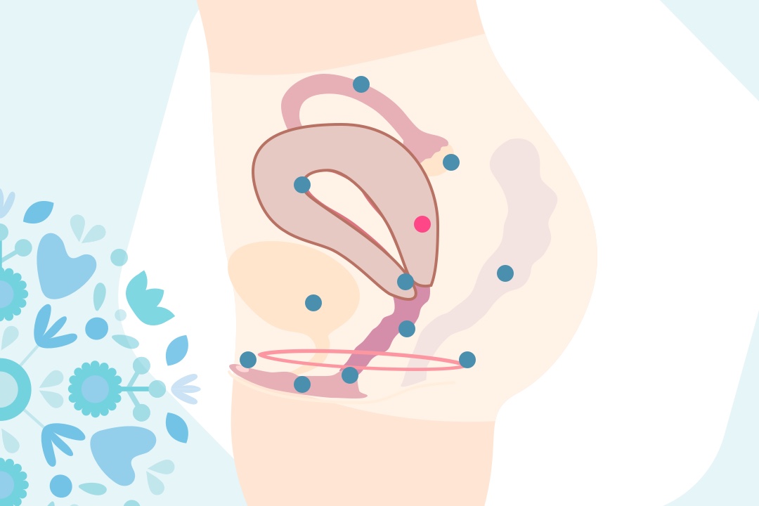 Grafika děloha (uterus)