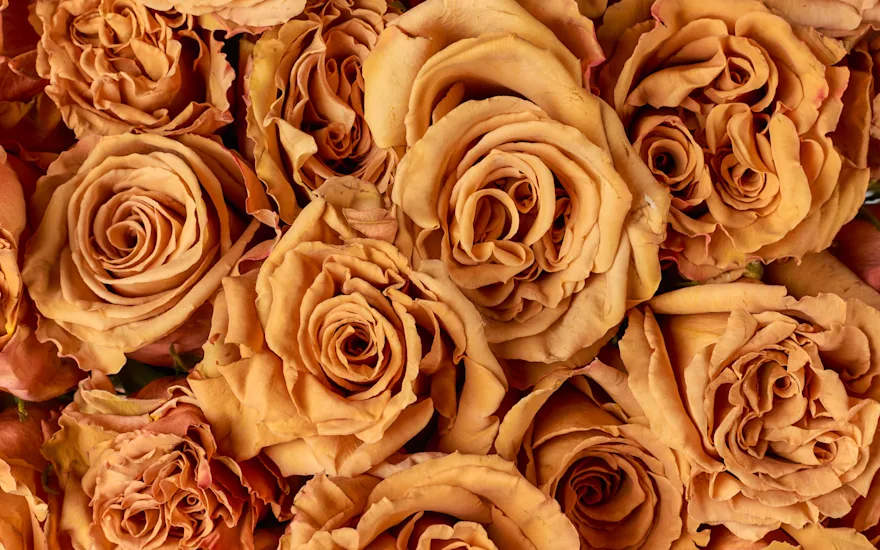 EQ Rozen details toffee website B 1124 verkleind