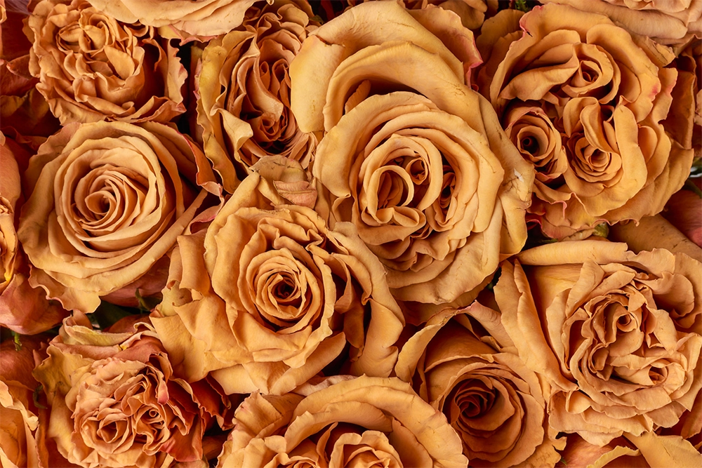 Rose toffee in primo piano