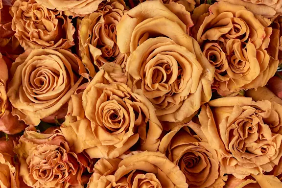 Rosen Toffee Nahaufnahme