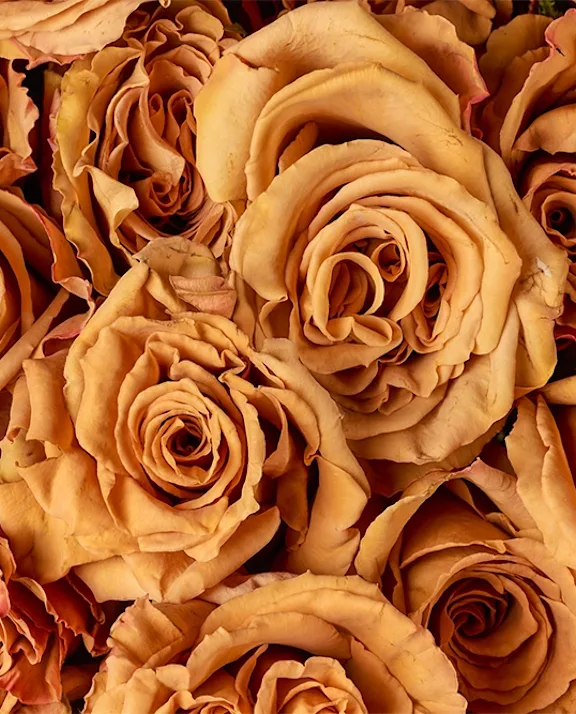 Roses toffee close up
