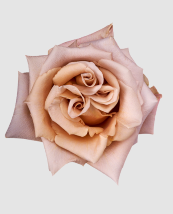 R Gr Garden Sand Dune