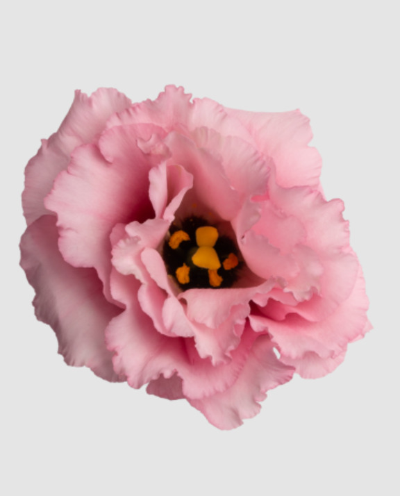 Eust G Alissa Ligh Pink