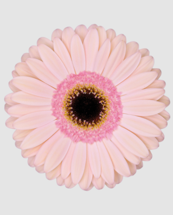 Ge Gr Alliance Diamond