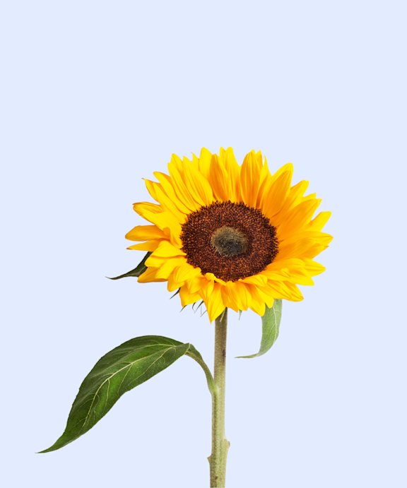 Test cc - Summer