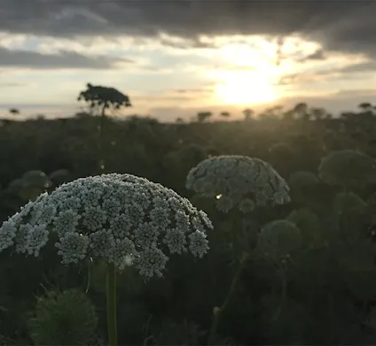 Sommerblomster hvide