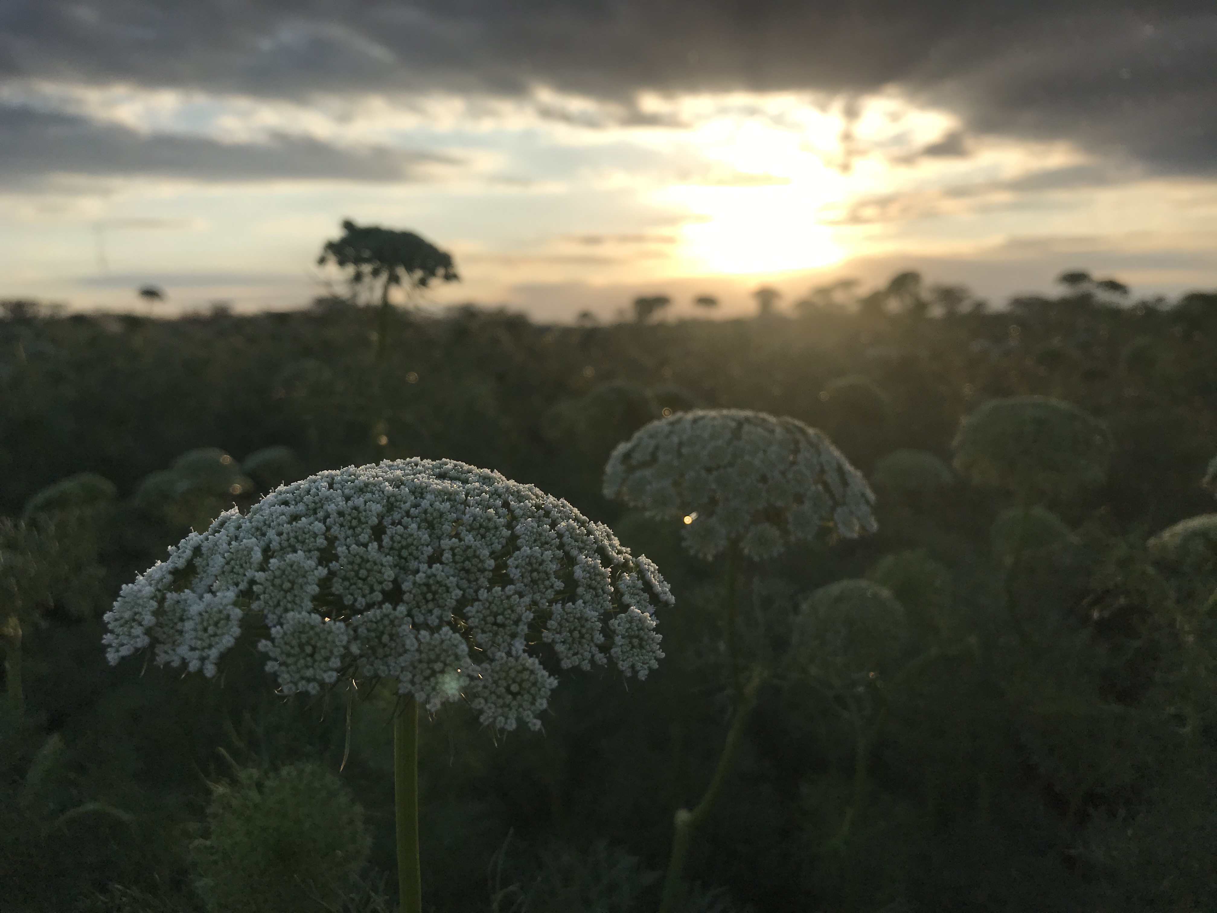 Roto flowers - summer flowers