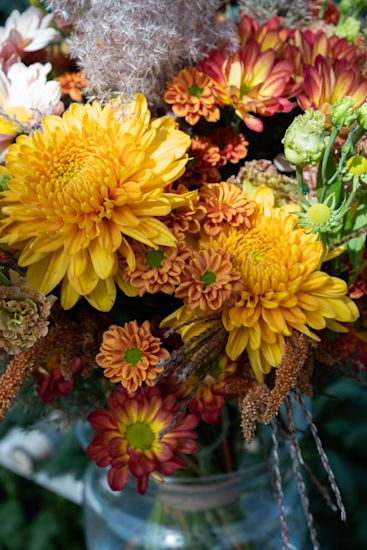 Yellow chrysanthemums