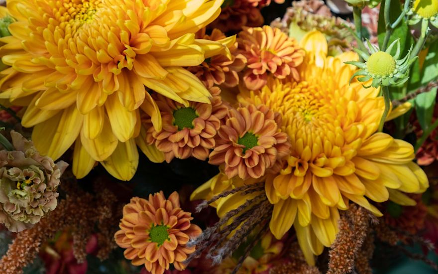 Yellow chrysanthemums