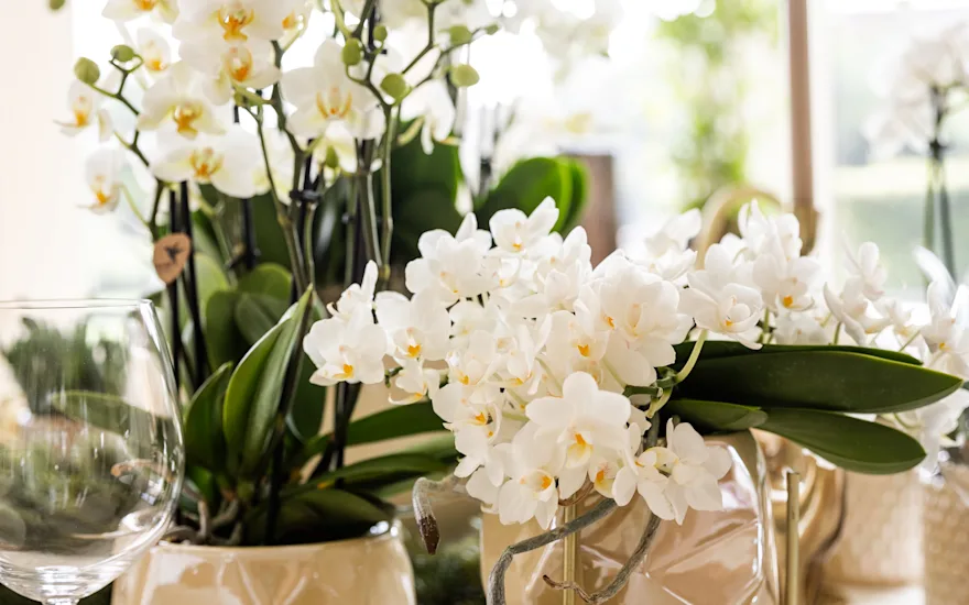 Le Chic - Kerst tafel pearl travertine lausanne nazare