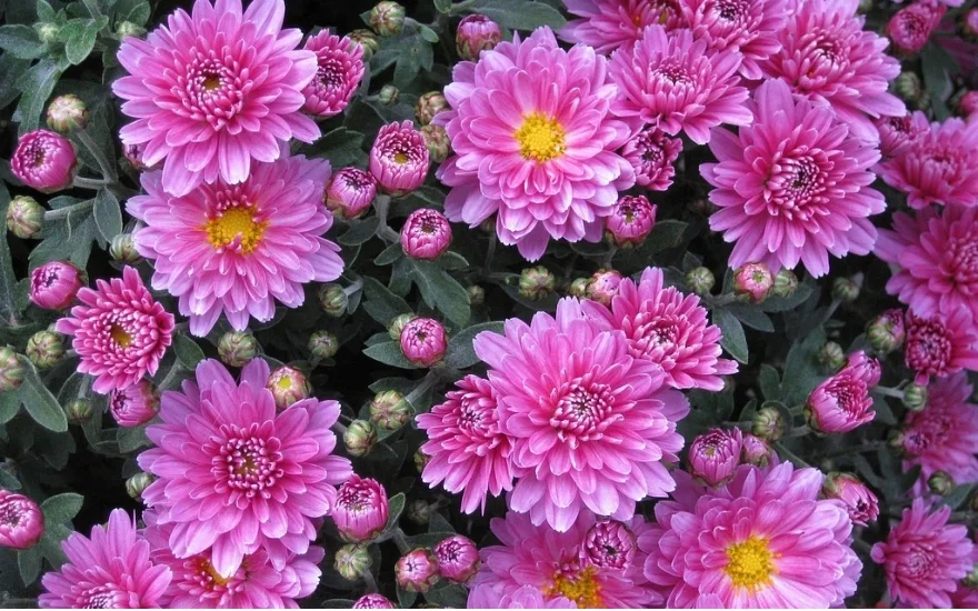 Rosa krysantemumblomster