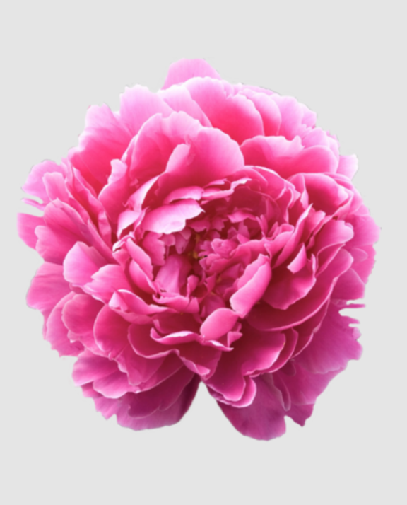 Paeo Dr A Fleming Cerise