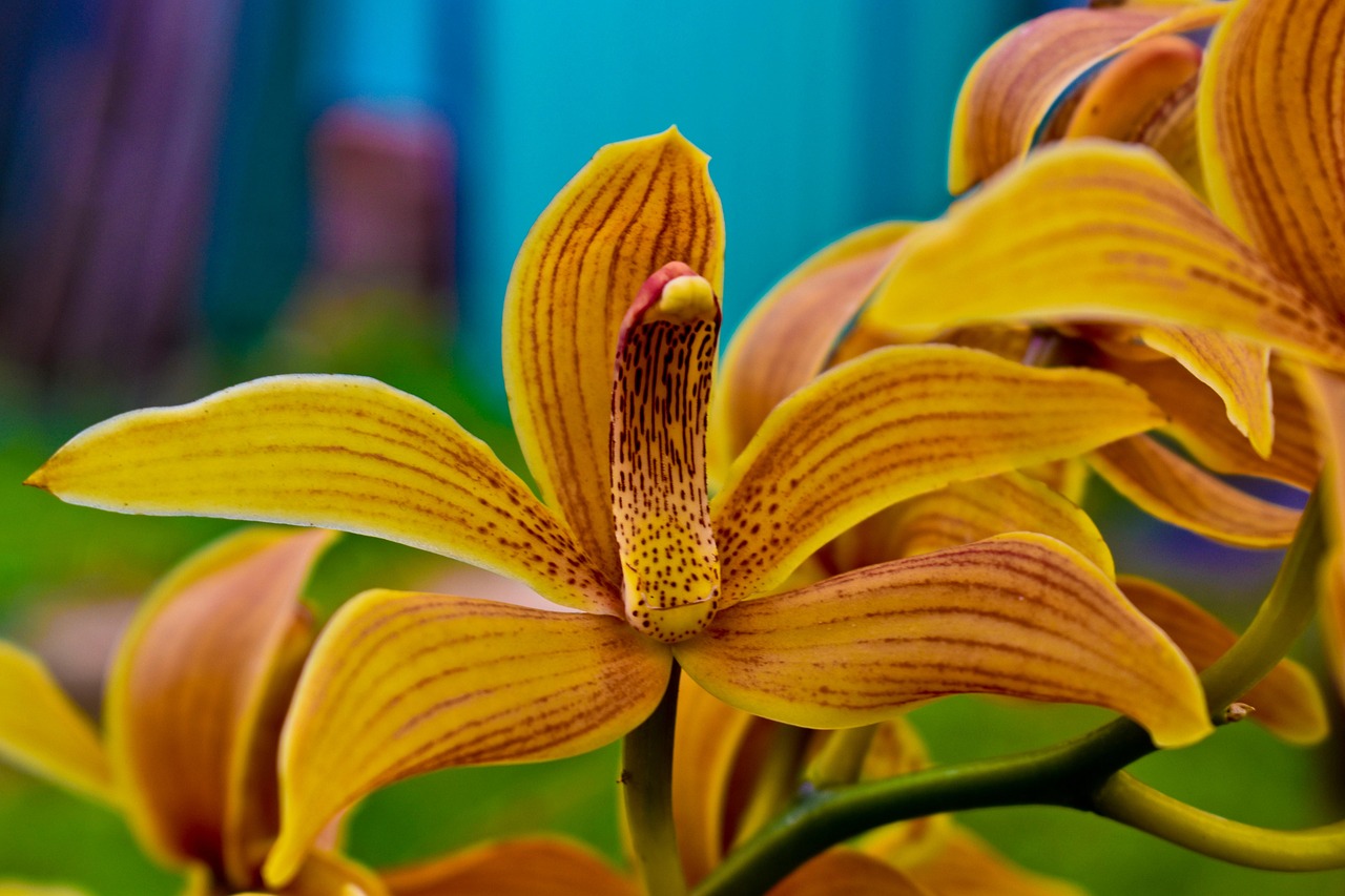 Žlutá orchidej detailně