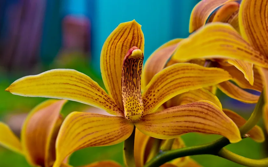 Žlutá orchidej detailně