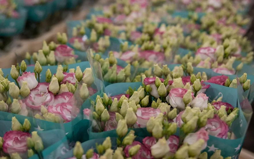 Blog Lugt Lisianthus block 3