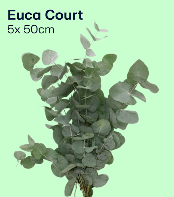 Eucalyptus