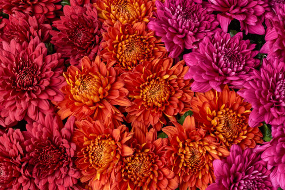 VDP_CHRYSANT-PLUIS-MIX 03-2