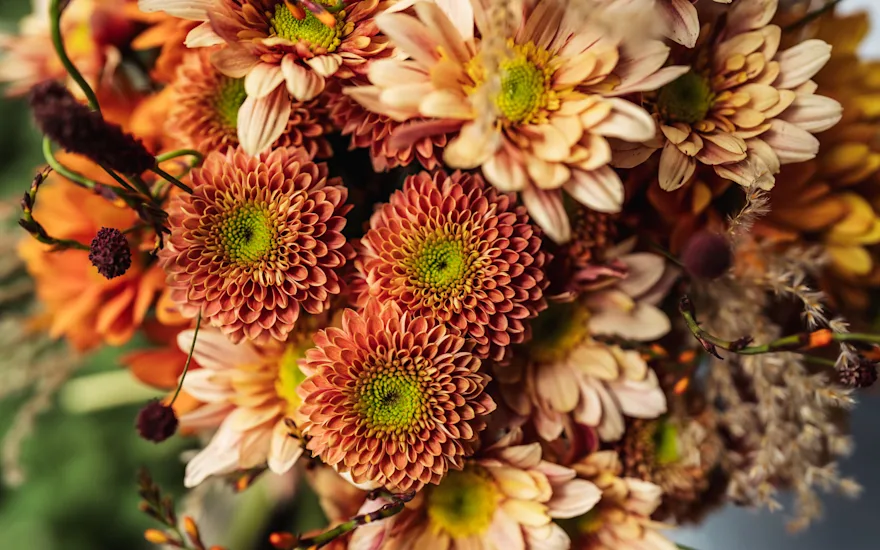 Zentoo-Souvenir-Orange-Serenity-Sweet-Peach-1