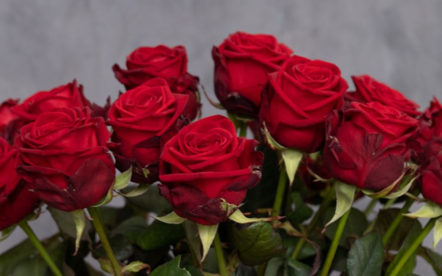 Red roses Porta Nova