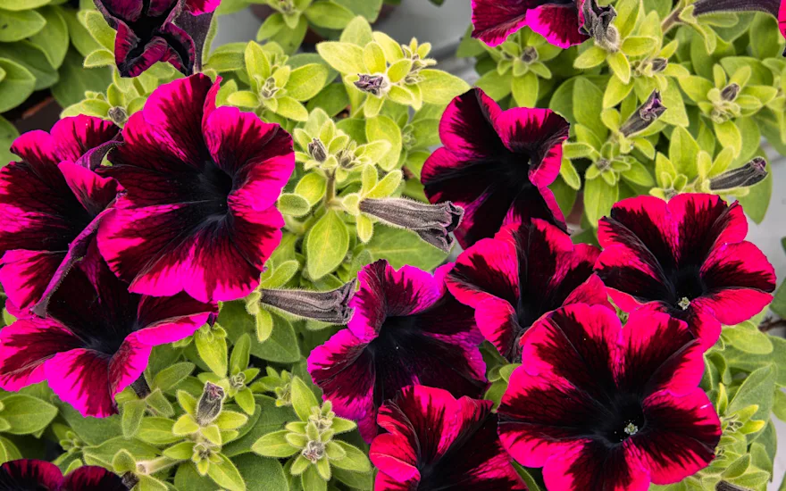 Grootscholten (1 van 1)-10