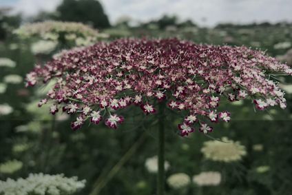 Květina miříkovitá