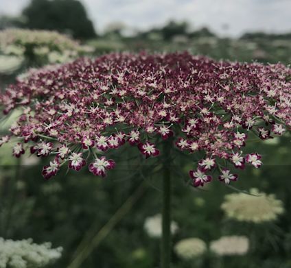 Umbellifer flower