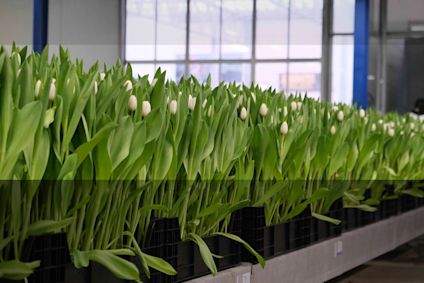 Tulipanbarnehage som dyrker hvite tulipaner