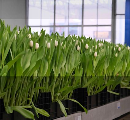 Tulipanbarnehage som dyrker hvite tulipaner