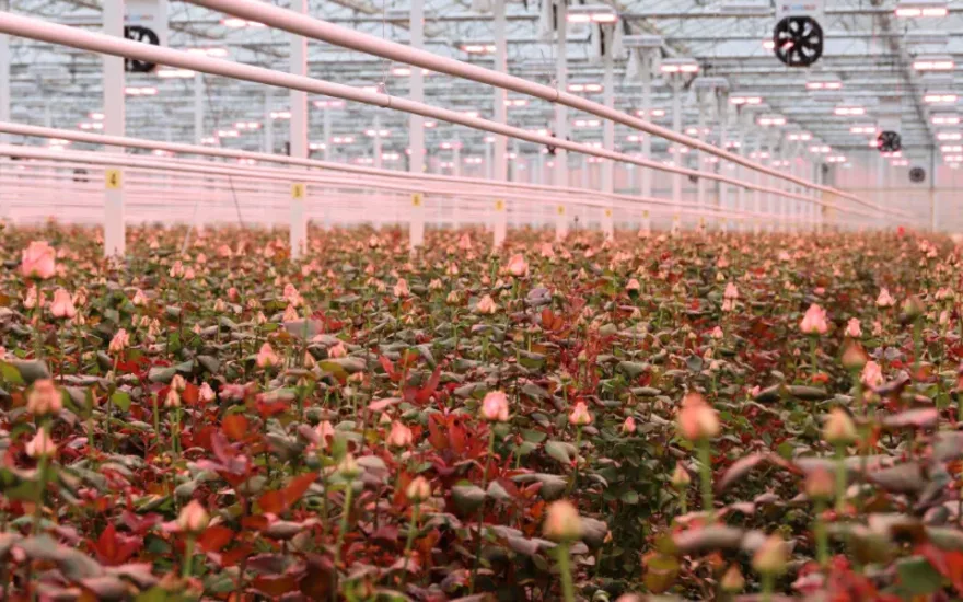 Rosenzucht im Gewächshaus