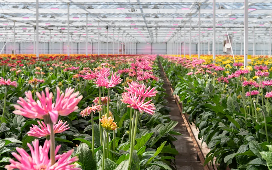 KwekerijDeZuidplas 8941