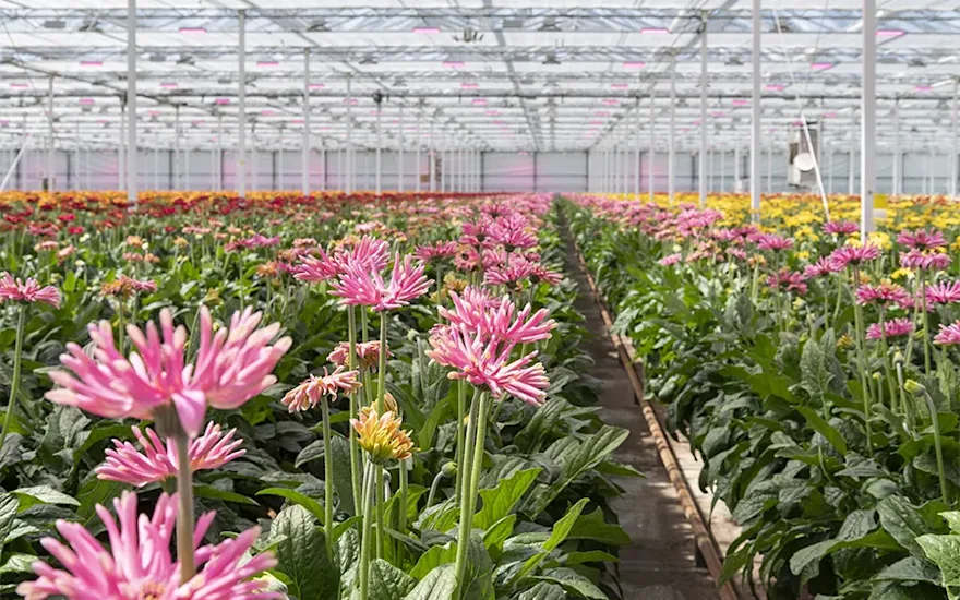 KwekerijDeZuidplas 8941