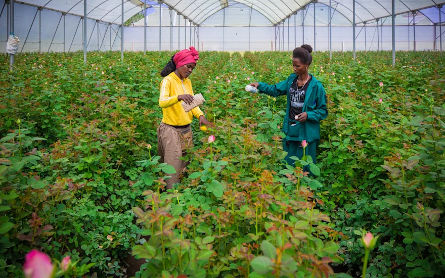 Rosa Plaza - VDP (6)