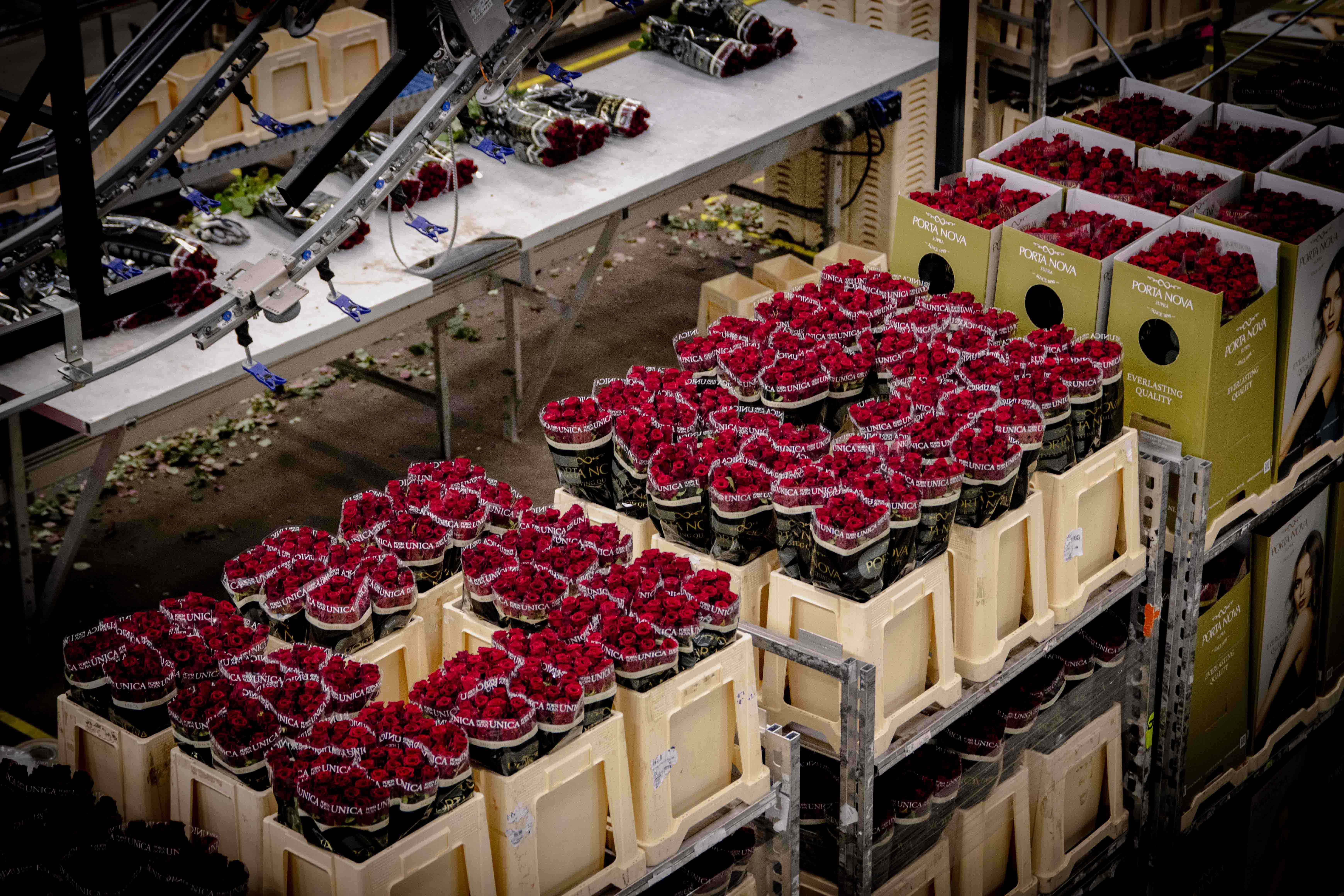 Choose Porta Nova roses for Valentine's Day 2025!