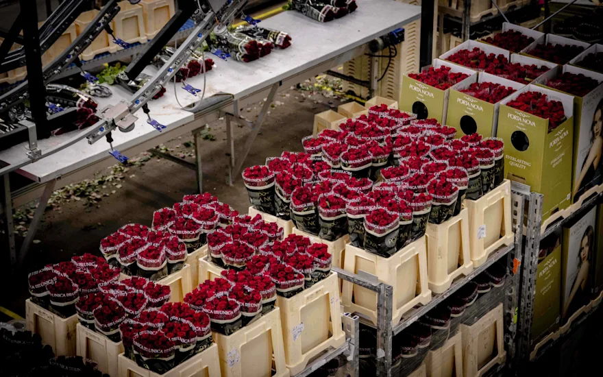 Choose Porta Nova roses for Valentine's Day 2025!